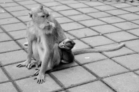 Sacred Monkey Forest Sanctuary