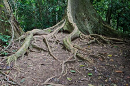 Taman Negara