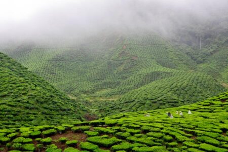 Cameron Highlands