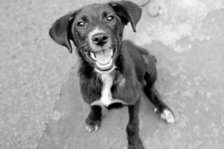 Dogs of BARC