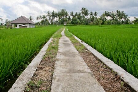 Ubud Rice Fields