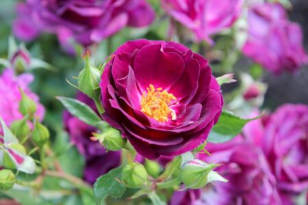 International Rose Test Garden