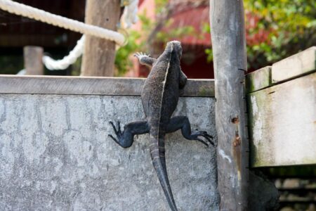 Galapagos Islands